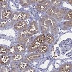 TMEM252 Antibody in Immunohistochemistry (Paraffin) (IHC (P))
