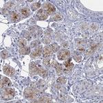 C5orf46 Antibody in Immunohistochemistry (Paraffin) (IHC (P))