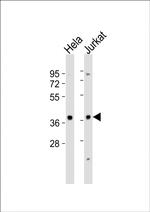 p38 MAPK gamma Antibody in Western Blot (WB)