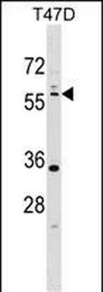 LKB1 Antibody in Western Blot (WB)