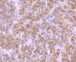 NSUN4 Antibody in Immunohistochemistry (Paraffin) (IHC (P))