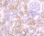 COX4 Antibody in Immunohistochemistry (Paraffin) (IHC (P))