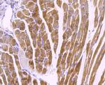 COX4 Antibody in Immunohistochemistry (Paraffin) (IHC (P))