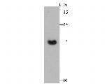 COX4 Antibody in Western Blot (WB)