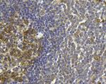 FPR1 Antibody in Immunohistochemistry (Paraffin) (IHC (P))