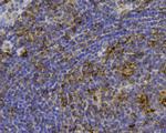 FPR1 Antibody in Immunohistochemistry (Paraffin) (IHC (P))