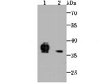 FPR1 Antibody in Western Blot (WB)