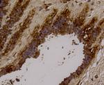 LYRIC Antibody in Immunohistochemistry (Paraffin) (IHC (P))