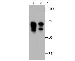 LYRIC Antibody in Western Blot (WB)