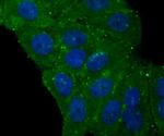 Caspase 1 Polyclonal Antibody