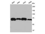 Ku70 Polyclonal Antibody