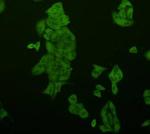 SRC Antibody in Immunocytochemistry (ICC/IF)