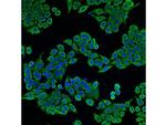 CDw293 Polyclonal Antibody