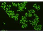 CREB Polyclonal Antibody