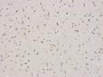 CREB Antibody in Immunohistochemistry (Paraffin) (IHC (P))
