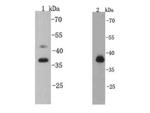 CREB Antibody in Western Blot (WB)