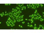 HMGB1 Polyclonal Antibody