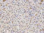 HMGB1 Antibody in Immunohistochemistry (Paraffin) (IHC (P))