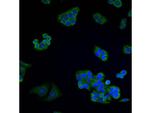 VDAC Polyclonal Antibody