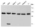 TBX3 Polyclonal Antibody