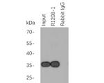 Myc Tag Antibody in Immunoprecipitation (IP)