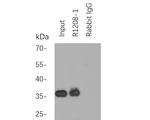 Myc Tag Antibody in Immunoprecipitation (IP)