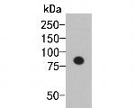 Myc Tag Antibody in Western Blot (WB)