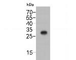 6x His Tag Antibody in Western Blot (WB)