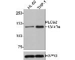 PLCB2 Antibody in Western Blot (WB)