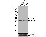 IL23R Antibody in Western Blot (WB)