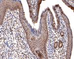 PGBD5 Antibody in Immunohistochemistry (Paraffin) (IHC (P))