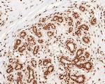 Histone H2B Antibody in Immunohistochemistry (Paraffin) (IHC (P))