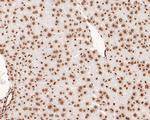 Histone H2B Antibody in Immunohistochemistry (Paraffin) (IHC (P))