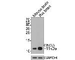 GNG3 Polyclonal Antibody