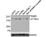 PSME4 Antibody in Western Blot (WB)