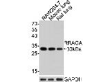 RRAGA Polyclonal Antibody
