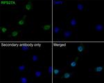 RPS27A Antibody in Immunocytochemistry (ICC/IF)