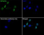 RPS27A Polyclonal Antibody