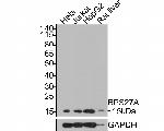 RPS27A Antibody in Western Blot (WB)