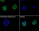TUBA3C Antibody in Immunocytochemistry (ICC/IF)