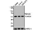 TUBA3C Antibody in Western Blot (WB)