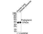 Podoplanin Antibody in Western Blot (WB)