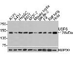 USP8 Antibody in Western Blot (WB)