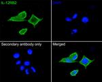 IL12RB2 Antibody in Immunocytochemistry (ICC/IF)