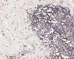 Histone H3 Antibody in Immunohistochemistry (Paraffin) (IHC (P))