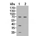 CD244 Polyclonal Antibody