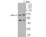 BTNL3 Polyclonal Antibody