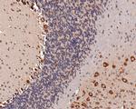 EEF1G Polyclonal Antibody