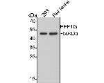EEF1G Antibody in Western Blot (WB)