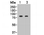 DDX4 Polyclonal Antibody